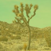 The Desert Disco, Channel 11, May 2023