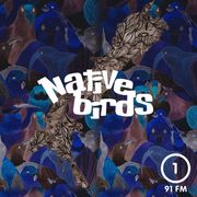 Native Birds Aotearoa (28/7/24) with Assorted Hamish