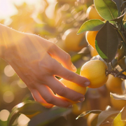 Create Unforgettable Magic Moments With You-Pick At Bloom Ranch - Audio Blog