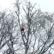 POP Depression #1174 [13/04/2026]