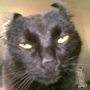 slack hippy recording for FM4 Dogs Bollocks , September 2015