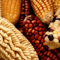 Chef Sean Sherman discusses Indigenous Foods at Cornell Botanic Gardens lecture series