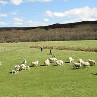 A LITTLE BREATH OF SCOTLAND, JULY 9, 2023, PODCAST # 395