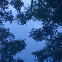 Natural Fractal