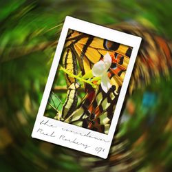 The Comedown 071 - Real Rockers