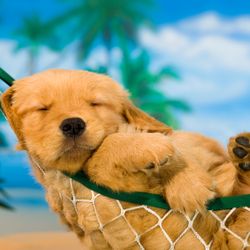 DJ HACKs Summer House 2016 vol.2 mixed by DJ SHOTA