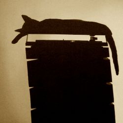 Zé Mateo (Chinese man) - Cat is a cat