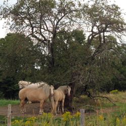 91) Contrée folk vol. 4 - Musique de Montréal