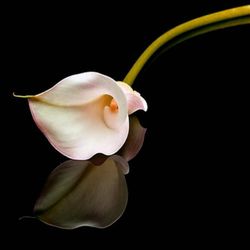 Ms Skyrym Sounds (10 11 2018)