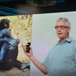 The surprising science of alpha males | Frans de Waal