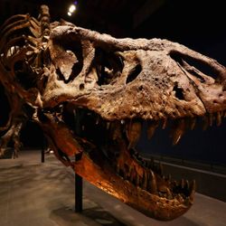 The weird world of dinosaur trading: Podcast 374