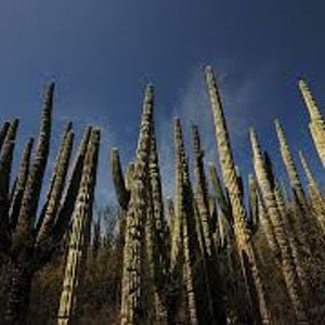 Valle de TehuacÃ¡n-CuicatlÃ¡n