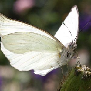 Farfalla Bianca By Alessandro Mixcloud