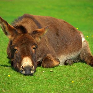 Bring on the Donkeys