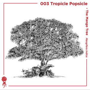 003 Tropicle Popsicle - The Mango Tree (Mangifera indica) by Cosmic Roots |  Mixcloud
