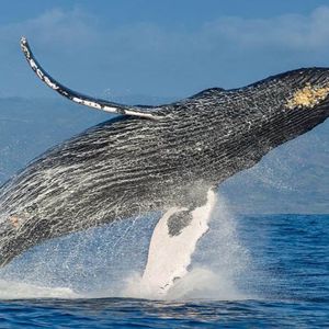 Paseos Culturales INAH: Occidente y las ballenas jorobadas, Jalisco y Nayarit