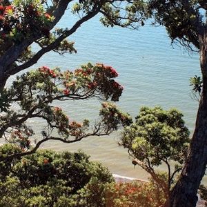 Cover art for Pohutukawa by steve-whale