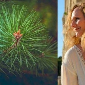 Pine Needle Tea Remedies with Dr. Ariyana Love