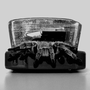 Highly Deadly Black Tarantula - Dissident Dj by Psycho ...