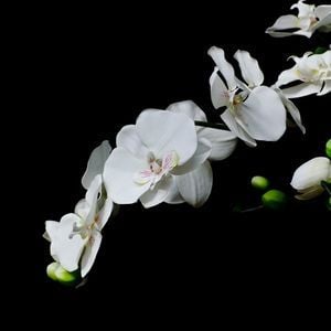 Flowers & AfterHours