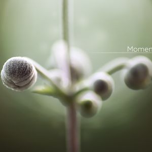 #356: Planet Boelex / Moments