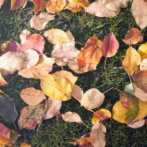 Cover art for Autumn Mood by adamkvasnica3
