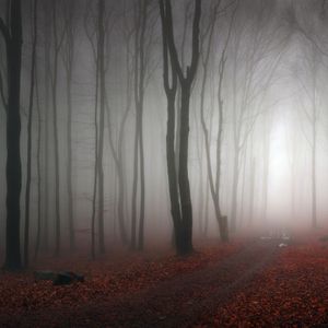 Cover art for Liquid Fraction - Forest Chemistry - IDM - DuB Techno Mix by liquidfraction