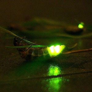 The Truth About GlowWorms