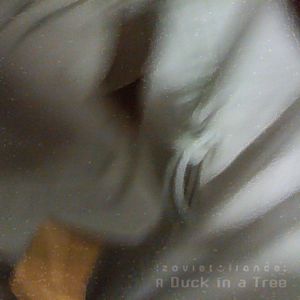 A Duck in a Tree 2019-05-11 | Sphagnum in the Magic Room