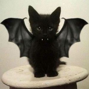 Spooky Cat