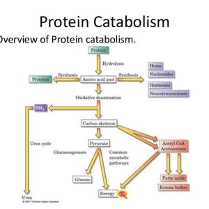 Theory – Protein & Fat Metabolism by Rajendra Deshpande | Mixcloud