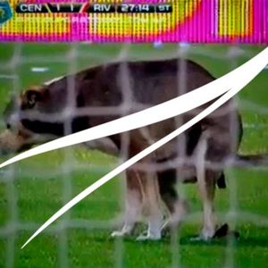 Adidasov Svet Akvarijumskog Bilja Epizoda 11 2017 06 25 By Kombinat Radio Mixcloud