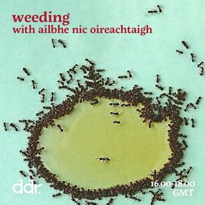 Weeding w/ Ailbhe Nic Oireachtaigh 29/11/20