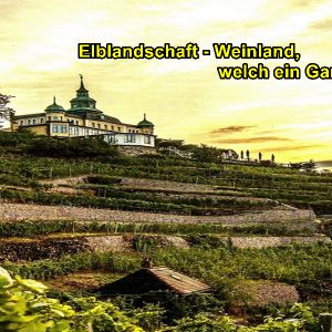 Dresdner Elbland - Weinland wie im Garten Eden