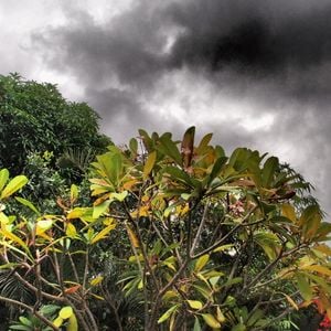 Cover art for High Ku (Chinese Man) - The Jungle Session by chineseman