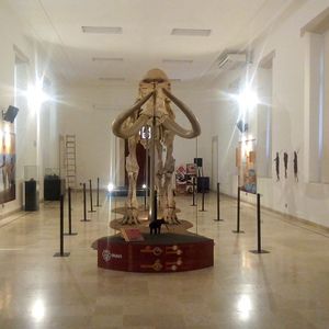 Mamut de Ecatepec. El gigante de la prehistoria