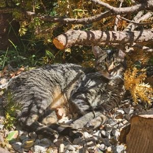 Djaibyrd Delaware Heights Set 3 11172025