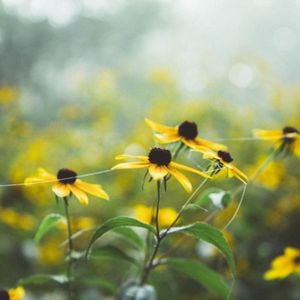 Relaxing Nature Sounds: For Studying, Relaxing, Thinking, by | Mixcloud