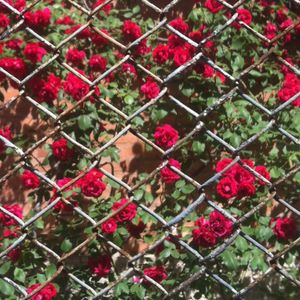 Noisey Mix: Caterina Barbieri