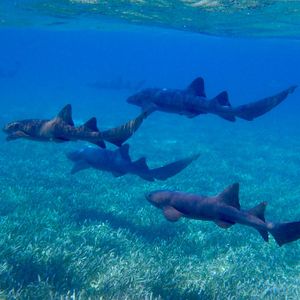 Cosas de ayer, algo de hoy. Los tiburones