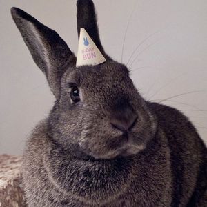 Birthday Rabbit House Mix By Bunnies For Real Mixcloud