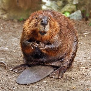Brazilian Beaver