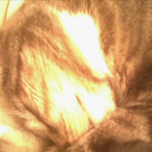Cover art for Sleep Music for Cats by thecrane