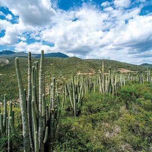 Valle de Tehuacán-Cuicatlán. Hábitat originario de Mesoamérica