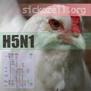 H5N1 compilation PART ONE [oct 2005]