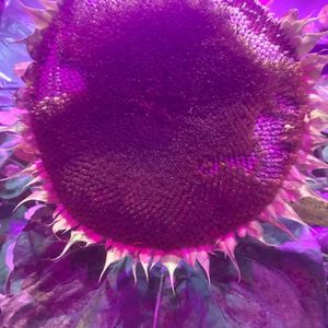 sunflower.fm - Repetitive Strain - 18/08/18