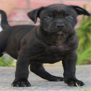 Sunday Rescue Red Door Animal Shelter By Pet Radio Show