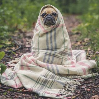 EU Declaration of Bankruptcy