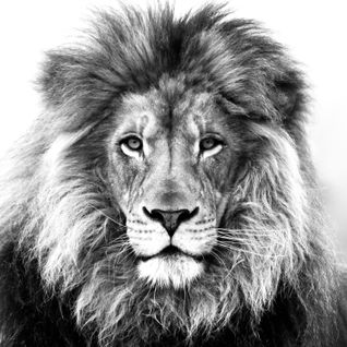 I am a Junglist SOUL-JAH