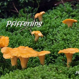 Pfifferling